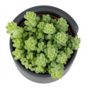 Sedum morganianum