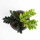 Zamioculcas zamiifolia 'Raven'