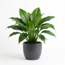 Spathiphyllum wallisii