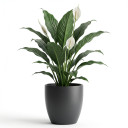 Spathiphyllum wallisii