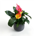 Calla Lily