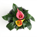 Calla Lily