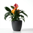 Calla Lily