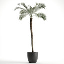 Pygmy Date Palm