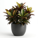 Croton Plant