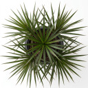 Madagascar Dragon Tree