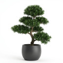 Buddhist Pine