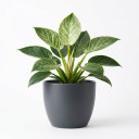 Philodendron 'Birkin' 'Birkin'