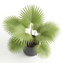 Ruffled Fan Palm