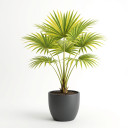 Ruffled Fan Palm
