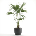 Ruffled Fan Palm
