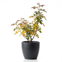 China Rose