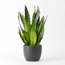 Golden Barrel Cactus