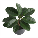 Queen Victoria Agave