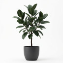 Queen Victoria Agave