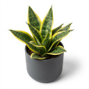Snake Plant 'Laurentii'