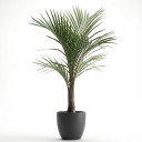Canary Island Date Palm