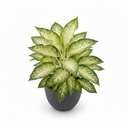 Dumb Cane