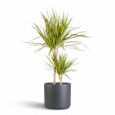 Madagascar Dragon Tree 'Bicolor'