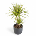 Madagascar Dragon Tree 'Bon Bon'