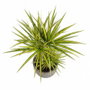 Madagascar Dragon Tree 'Bon Bon'