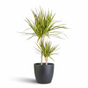 Madagascar Dragon Tree 'Bon Bon'