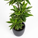 Corn Plant