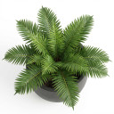 Sago Palm