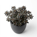 Chinese Fringe Flower