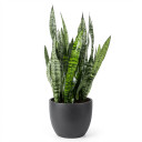 Bird's Nest Snake Plant 'Hahnii'