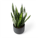 Dwarf Snake Plant 'Hahnii'