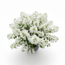 Florist's Cineraria