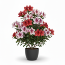 Azalea Standard
