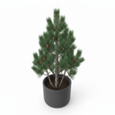 Mugo Pine Bonsai 'Bonsai'