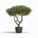 Stone Pine
