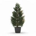 Juniper