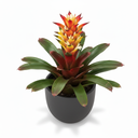 Guzmania 'Ostara'