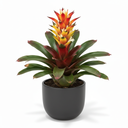 Guzmania