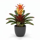 Guzmania Bromeliad