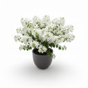 Bougainvillea 'Alba'