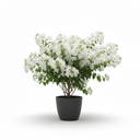 Bougainvillea 'Triple Stem Standard'