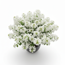 Dwarf Bougainvillea 'Dwarf'