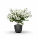 Dwarf Bougainvillea 'Dwarf'