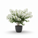 Large Bougainvillea Bonsai 'Bonsai Style'