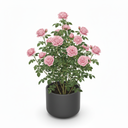 Rose 'Large-Flowered'