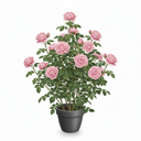 Rose 'Large-Flowered'