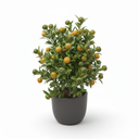 Calamondin Citrus on Trellis 'Trellis'