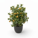 Calamondin Citrus on Trellis 'Trellis'