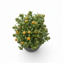 Calamondin Citrus on Trellis 'Trellis'