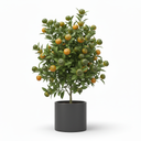 Calamondin Citrus on Trellis 'Trellis'